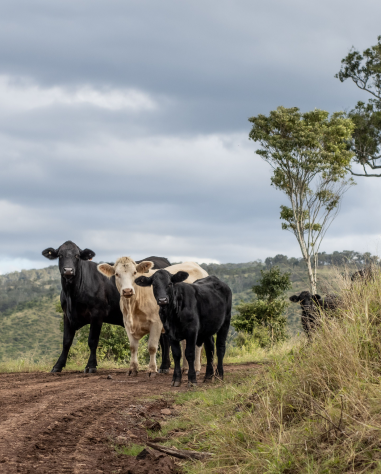 cattle-1