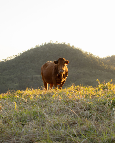 cattle-2