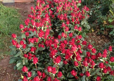 bunches of red roses in buckets
