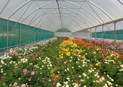 farm