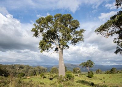 large tree on cattle property