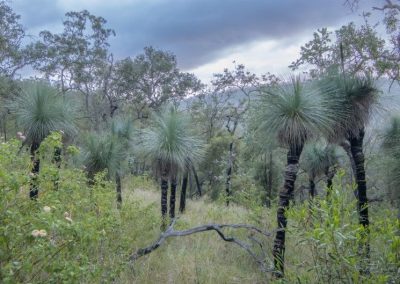 black boy trees in national park area