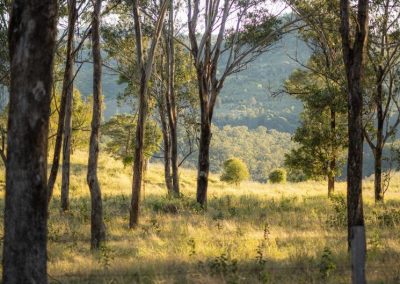 mountain views through the bush