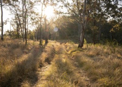 vehicle track through the bush