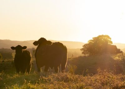 cattle with sunset at cattle property