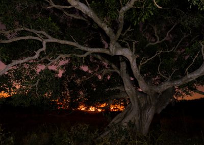 large tree with sunset background