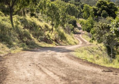dirty road on cattle farm