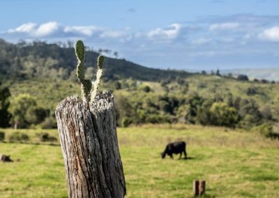 cactus on a fence post, on cattle property with cattle in background