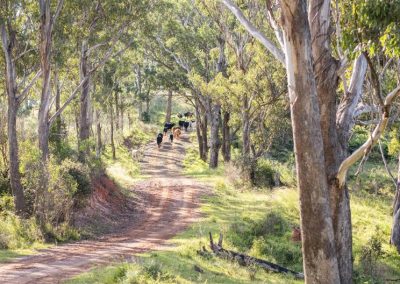 cattle walking off on dirt road