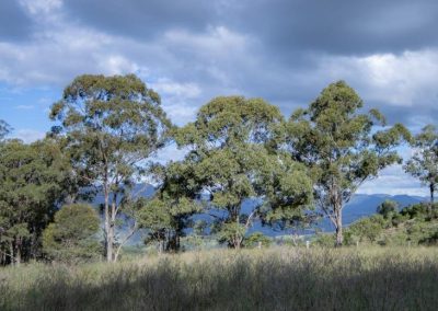 mountain and tree views