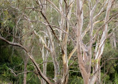 Bush trees
