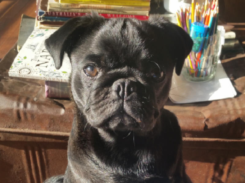 Pug