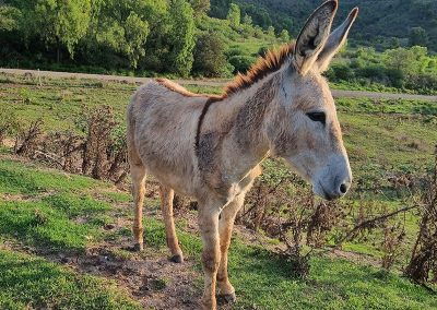 a donkey standing on a grassy hill