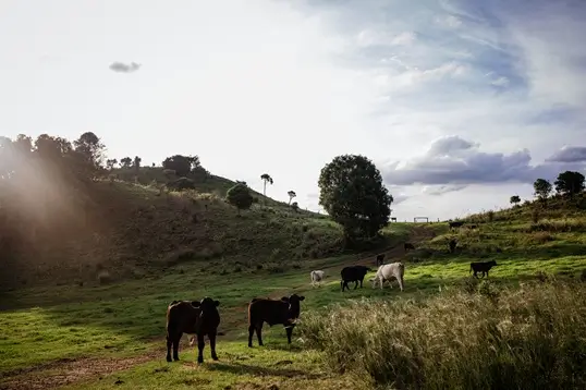 Experience Nature's Beauty at Valhalla Glamping
