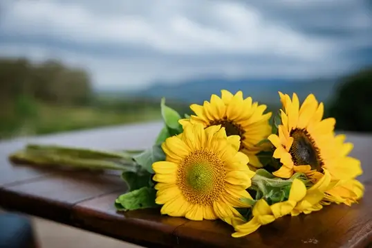 Experience Country Life Amidst Blooms and Beef